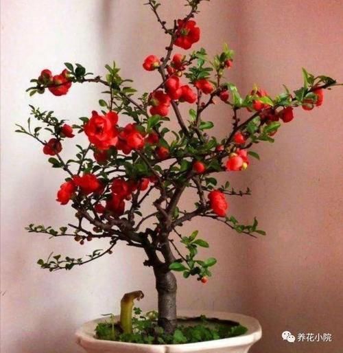 海棠花|养海棠盆栽,几个关键养护要做对,才能大量开花