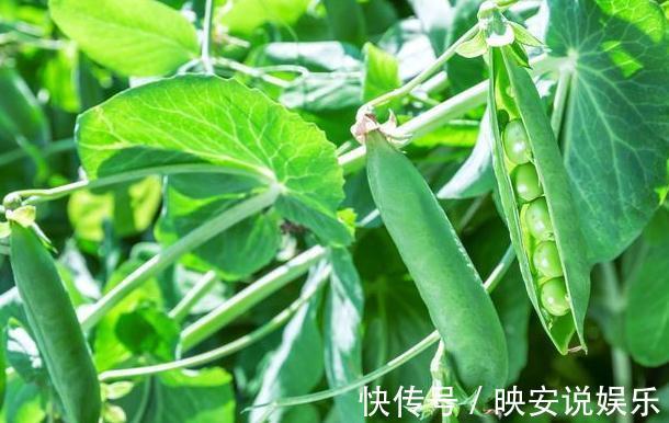 血管|1种豆类食物，每天吃点，降血脂、血管更年轻，看完快告诉家里人