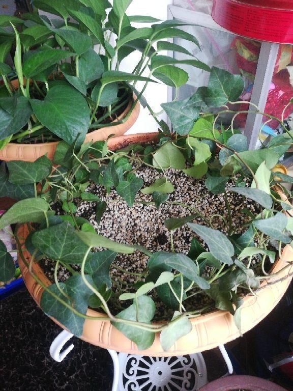 不烂|土里加点酸酸水,盆土软得像发糕,养花透气不烂根