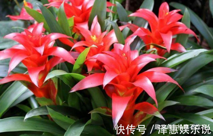 小喇叭状|客厅就养几种花，好养耐旱，改善空气质量和环境，非常好