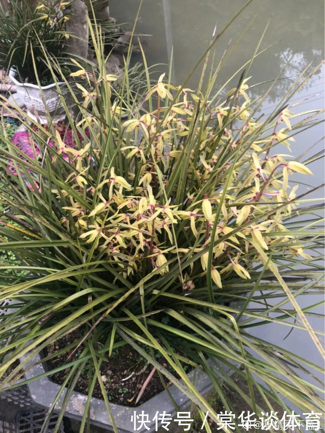 酸性|天生爱淋雨的花，多淋几次，连肥料都省了