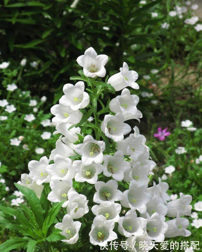 小月季|5种漂亮花，都是“激素花”，好看难养活，开完花就扔