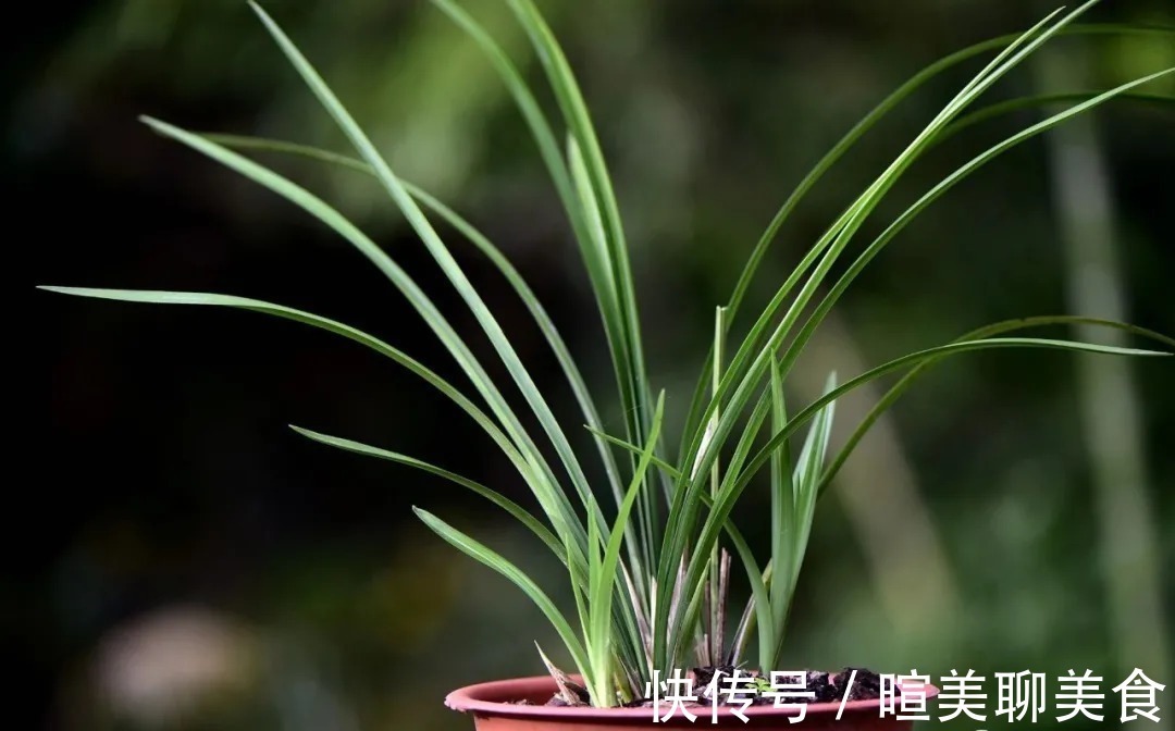 兰根|用花生种植兰花？很多人第一步就错了，正确的技巧是这样的