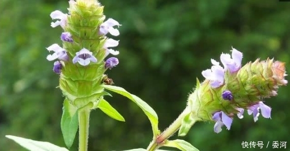 農(nóng)村最受追捧的5種中草藥,你認(rèn)識(shí)幾種?認(rèn)識(shí)3種以上的就厲害了