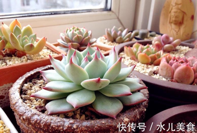 早剪|赞！天热盆栽多肉，满足此3点，安全度夏，谁见了都喜欢