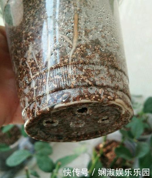 扦插月季、栀子花、三角梅,只用一个矿泉水瓶,插出满满大白根