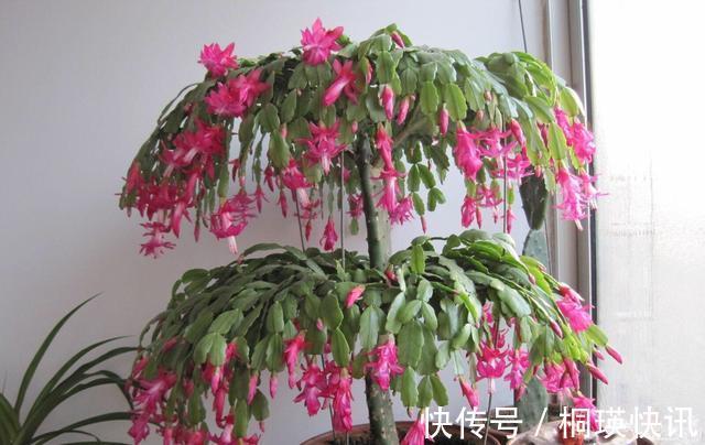 秋季养“蟹爪兰”，10天浇1碗肥水，开花多3倍，花朵大、花色艳