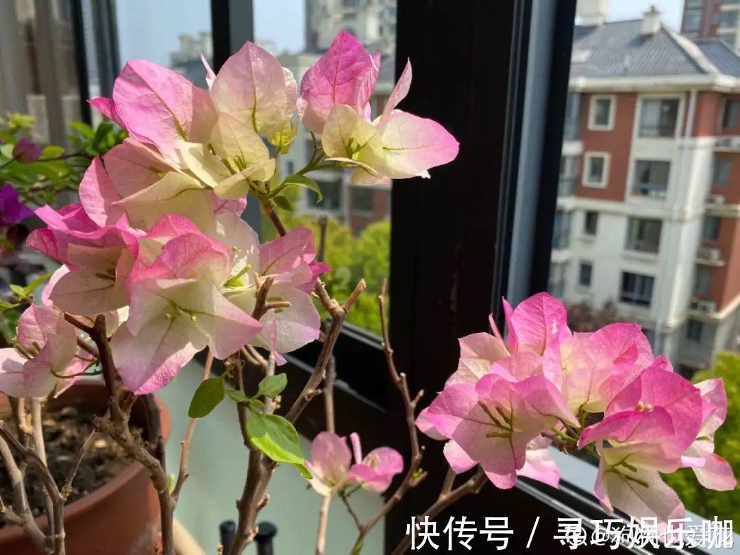 9种花特怕冷,低温浇水容易冻死,夜晚套袋子保暖