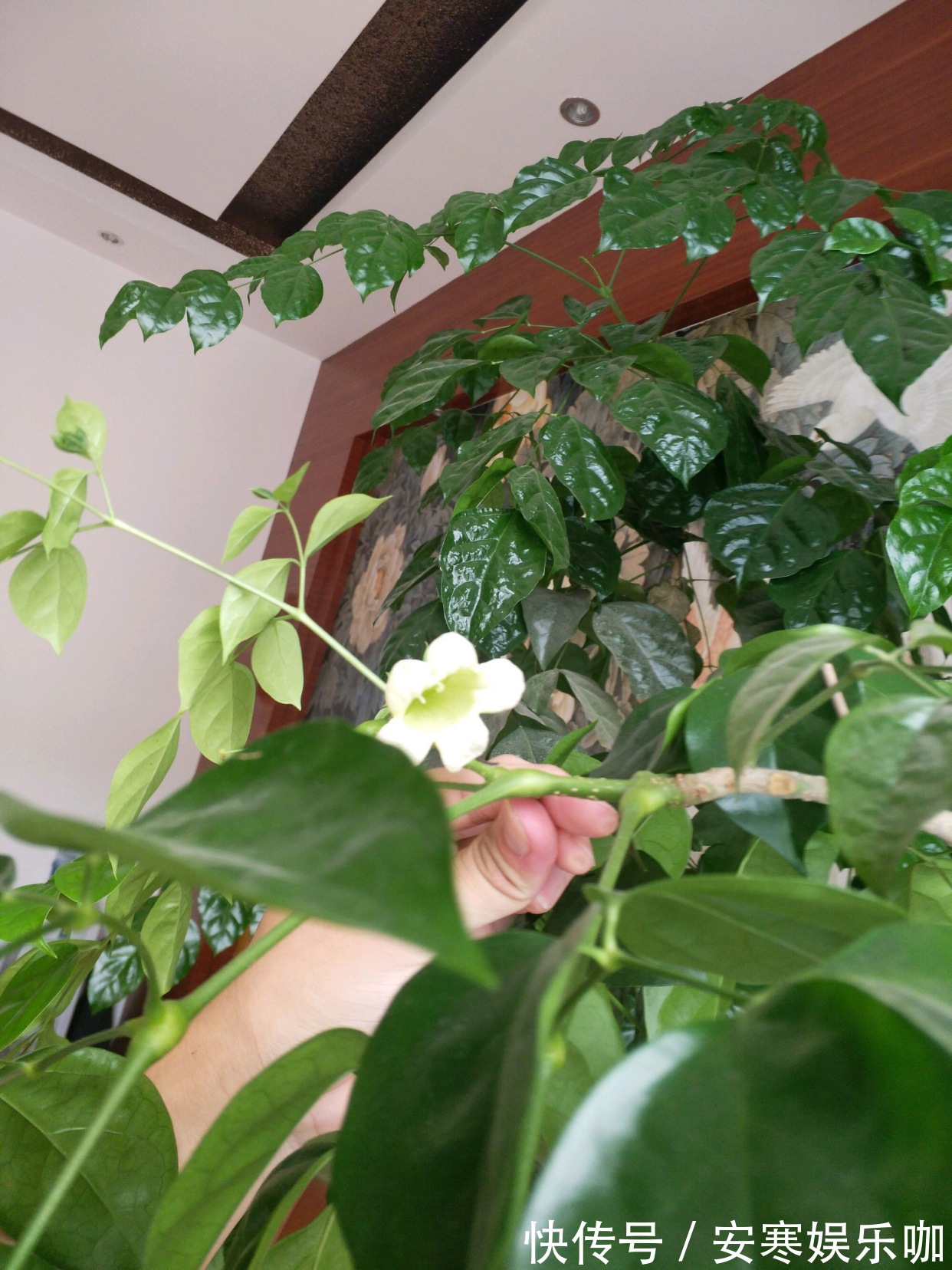 养花高手,能把普通的植物“养开花”,比如虎皮兰、富贵竹、玉树