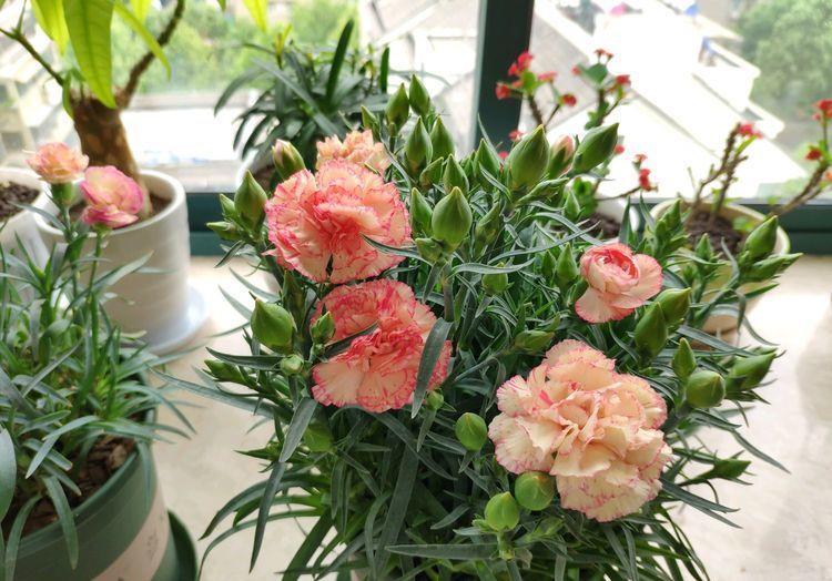 几种花卉花养在家里,妖艳妖娆,层层交叠,烂漫迷人眼