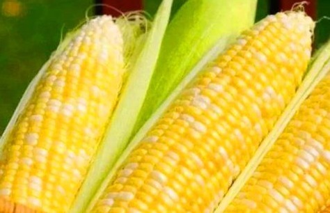 血浆蛋白量|爱美的女性,推荐吃的食物,美白肌肤,缓解痛经,清理子宫垃圾