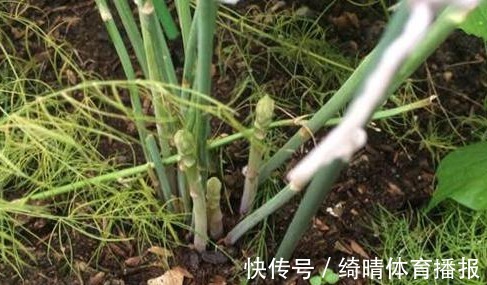 20cm|3种蔬菜,有着很高的“抑癌率”,阳台盆栽上几盆,越吃越健康