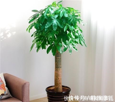 叶片|发财树学会这样浇水，叶片越来越浓绿！发财树学会这样浇水，叶片越来越浓绿！