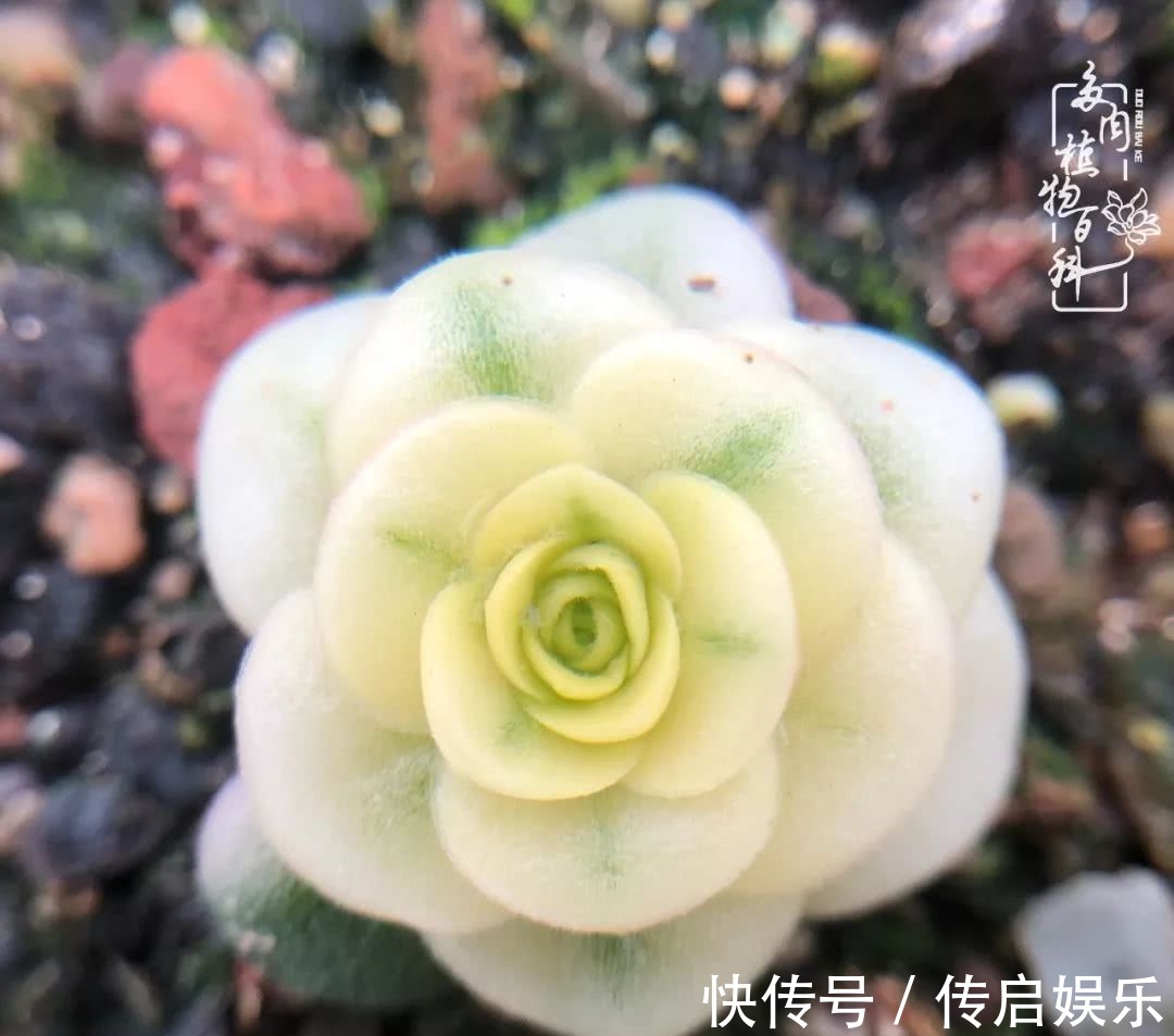 科普“山地玫瑰锦”万中无一,仙气缭绕!附养护知识!