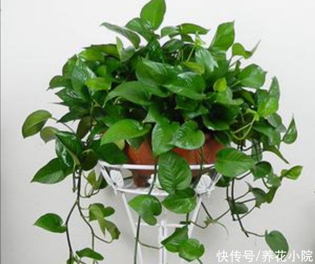 漂亮|养不好花，先养3种漂亮植物，见土就活，美观大方