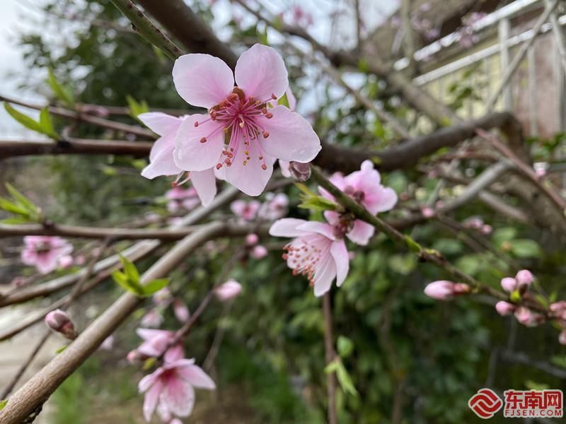 东南网|春节里的三明 福气满满