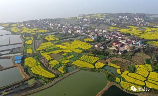 《行遍合肥》巢湖油菜花海已上线！遍地金黄！