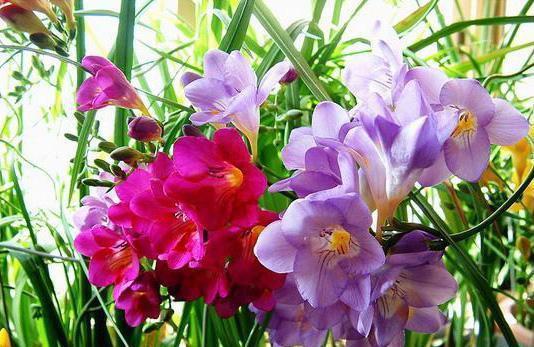 大太阳|夏天养花,就养“耐晒花”,越晒花越香,阳台变花海