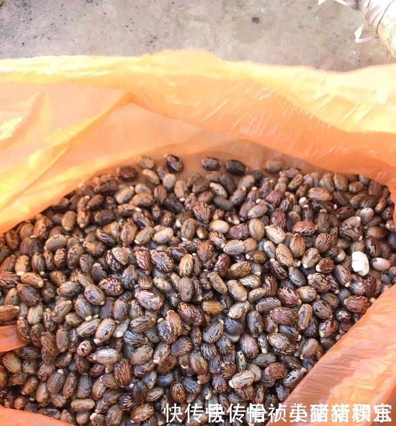 君子兰不长新叶多是这些因素导致这样养,让君子兰快速生长