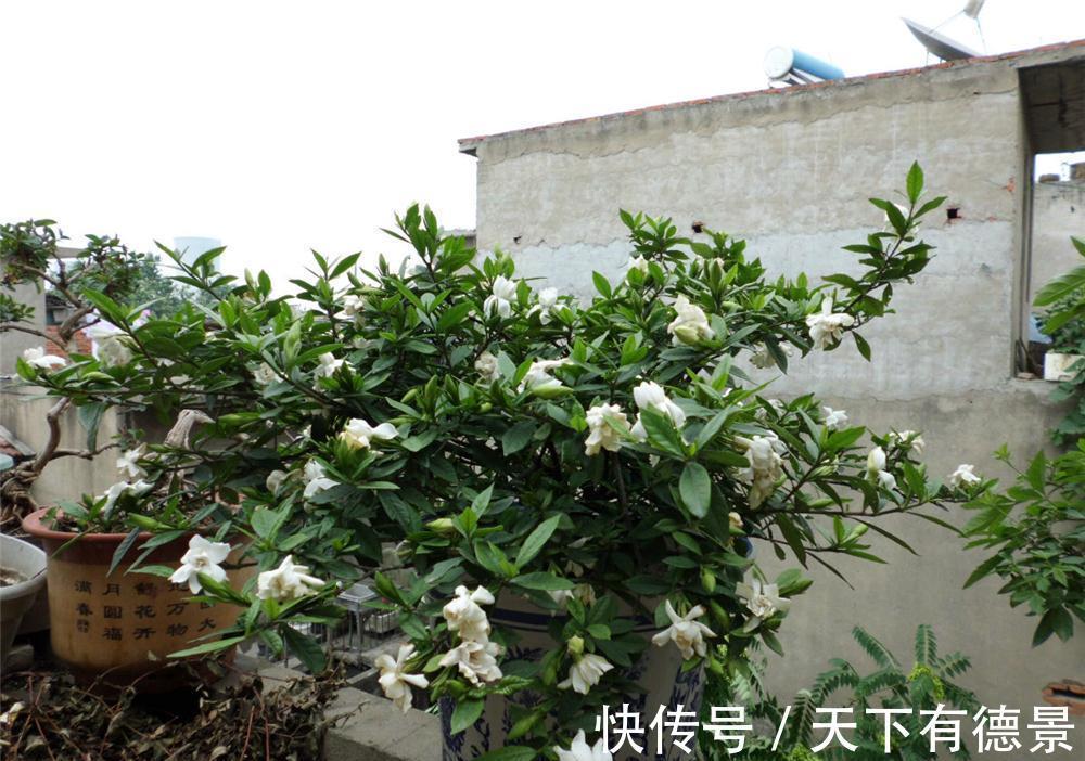 绿萝|一场秋雨一场寒，秋雨后适合扦插6种花，爱生根，爱生长