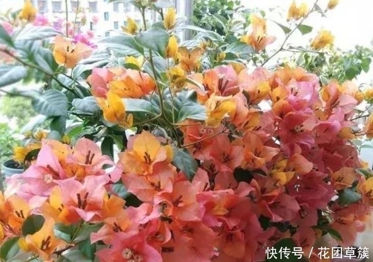 浇水|3种花现在养刚刚好,开花很漂亮,浇水就疯长,越养越喜欢