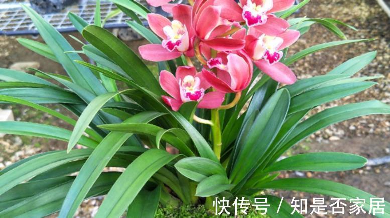 花色|养兰花红贵妃,盆栽显贵气,开花色艳浓香,易活