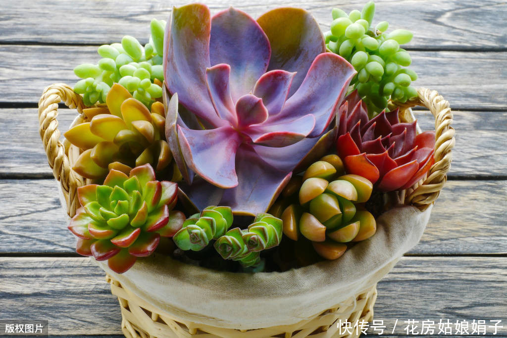 缺水|多肉植物怎么浇水?提供浇水七大知识点,让养殖多肉变得更加简单