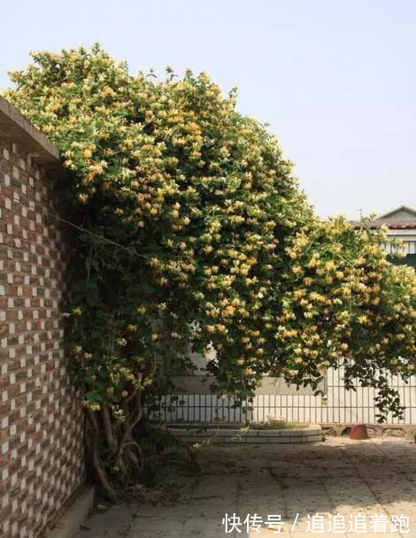 还在养吊兰3种花剪根枝，插土里就能活，半年成花墙，太惊艳了