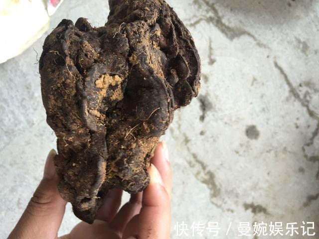 头花|坟头花、棺材菌，老人说的“禁忌植物”有多玄幻？年轻人你见过吗
