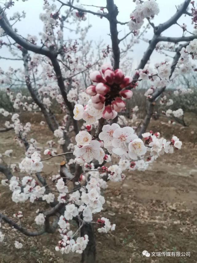 到下马峪赏花去！来一场说走就走的旅行