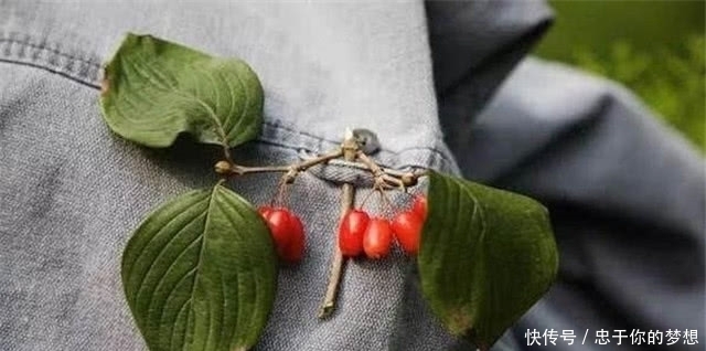 遍插茱萸,唐朝的重阳节为什么有插戴茱萸的仪式,有多重要?