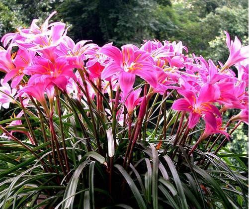 风雨兰|4种花养在家里，一整年都有好运气，招财又开运，你养了吗