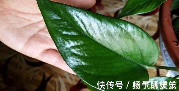 李大妈养绿萝,做好“1件事”,叶子油绿还疯长,1盆变成100盆