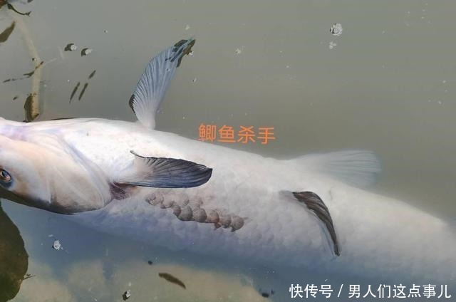 葡萄能钓鱼你别不信,鱼塘老板禁止使用,这是为什么