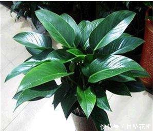 阳台|第一次养花，就养一盆“阳台精品”金钻，高大茂盛，珍贵独特