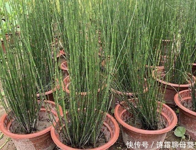 节节草|墙角下,有1种“节节草”很旺盛,挖10棵种起来,变盆栽、珍贵!