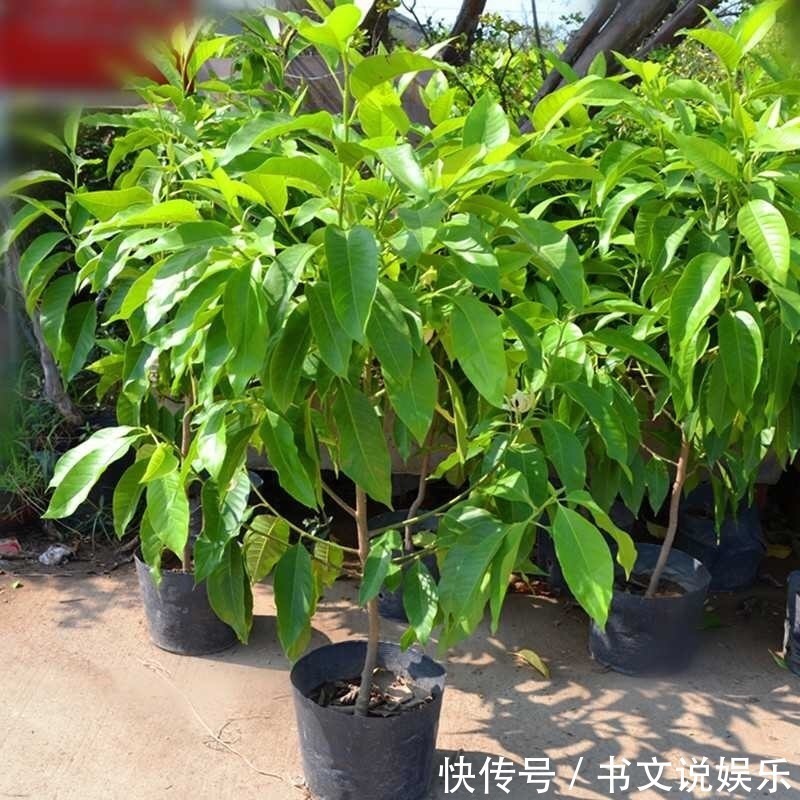 客厅|此花适合养“客厅”,耐旱好活、开花多,关键净化空气