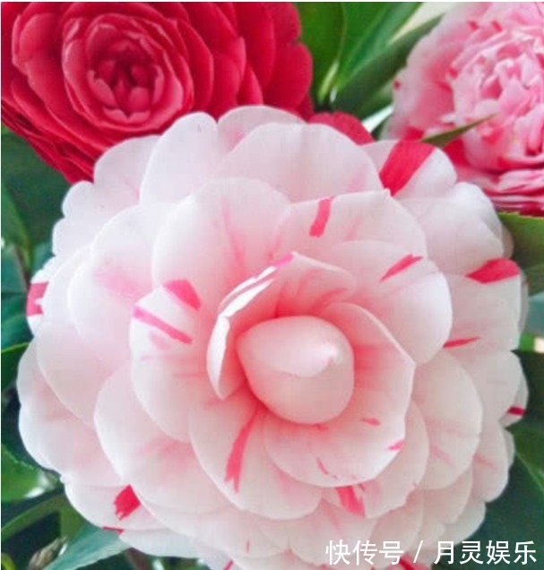 让“茶花”开花不断，1土壤2光照3施肥，关键点学会，1连开几个月