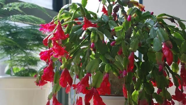 浇水|夏天这8种花赶快“断水”,一瓢水就能要了小命