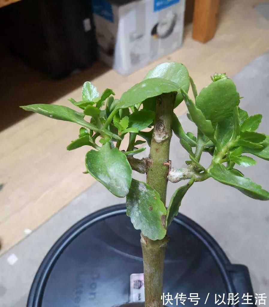 不死鸟|聪明人把长寿花嫁接在老桩上,爆盆简单开花多,一盆花全是花枝