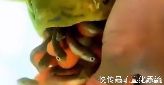 花数|小伙花数万买回一条鱼,回家却拒绝吃饭,弄开嘴一看价值上百万!