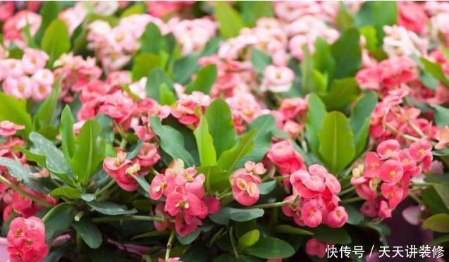 长寿花开完花,换盆多做1步,生根快服盆早,花开小半年