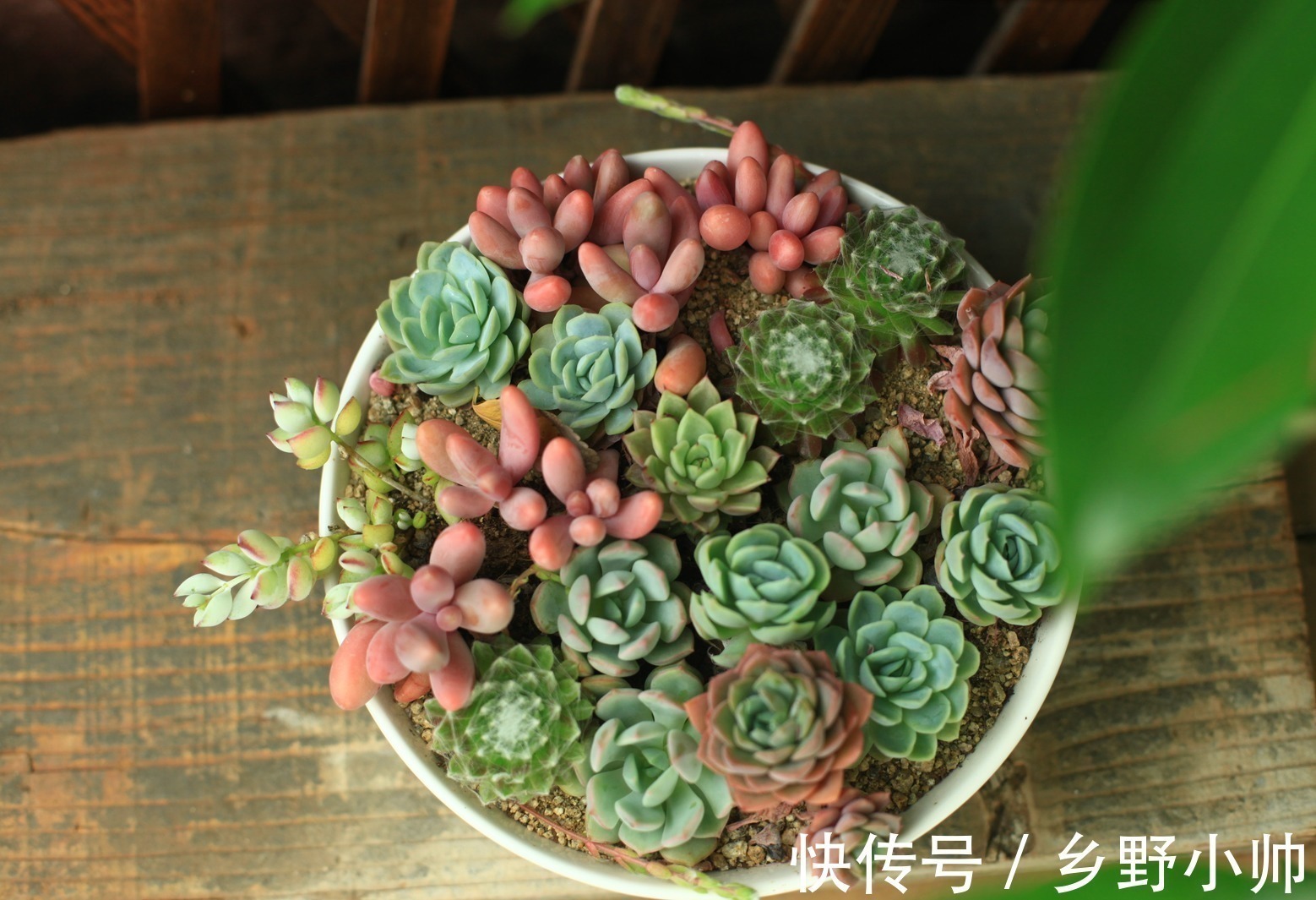 别的多肉都肥嘟嘟胖乎乎的,这些薄叶多肉也很美,看看你养了几种