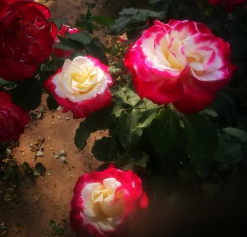 有了它，谁还养绿萝、吊兰！一年四季都能开花，且花大香浓