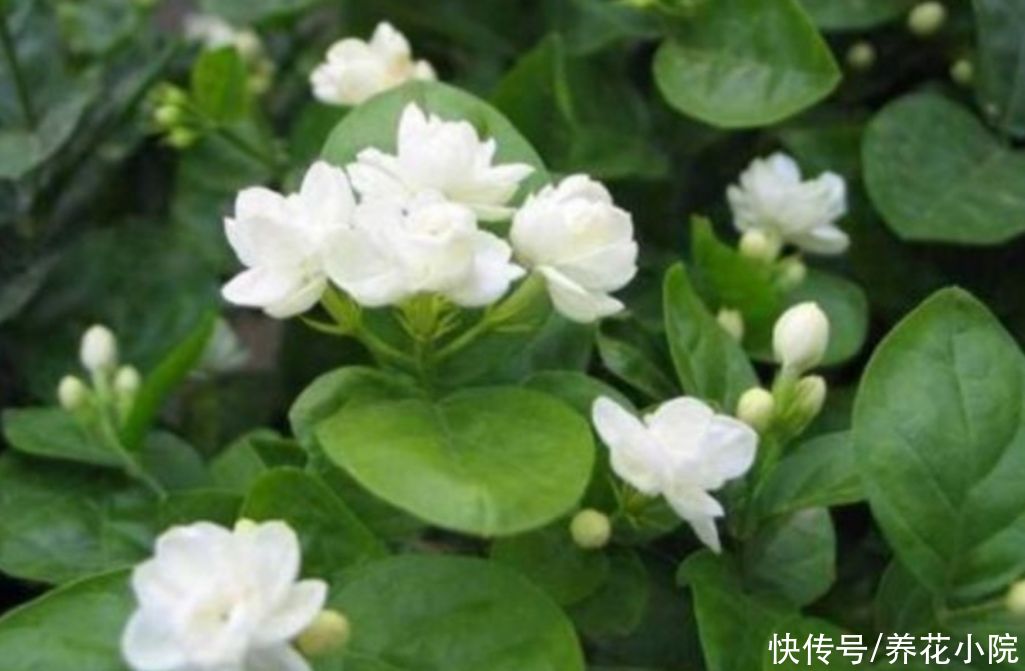 休眠|夏天5种花不休眠，天气越热，越能开花