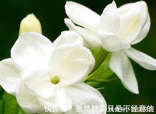 适合新手养的4种花,养护容易,价格低廉,香气浓郁