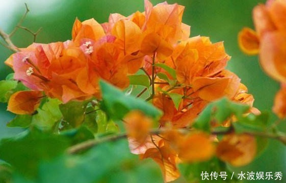 花色|新手养花不如养一盆“橙雀三角梅”，色彩明快，花期长适合盆栽养