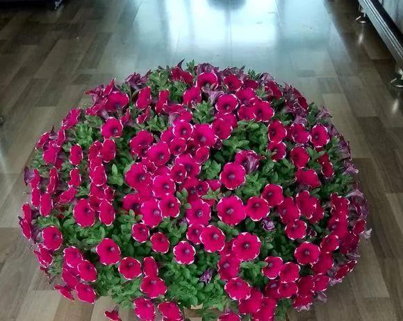 花开败后,手痒剃了个头,剃完就开花,一直剪一直开!