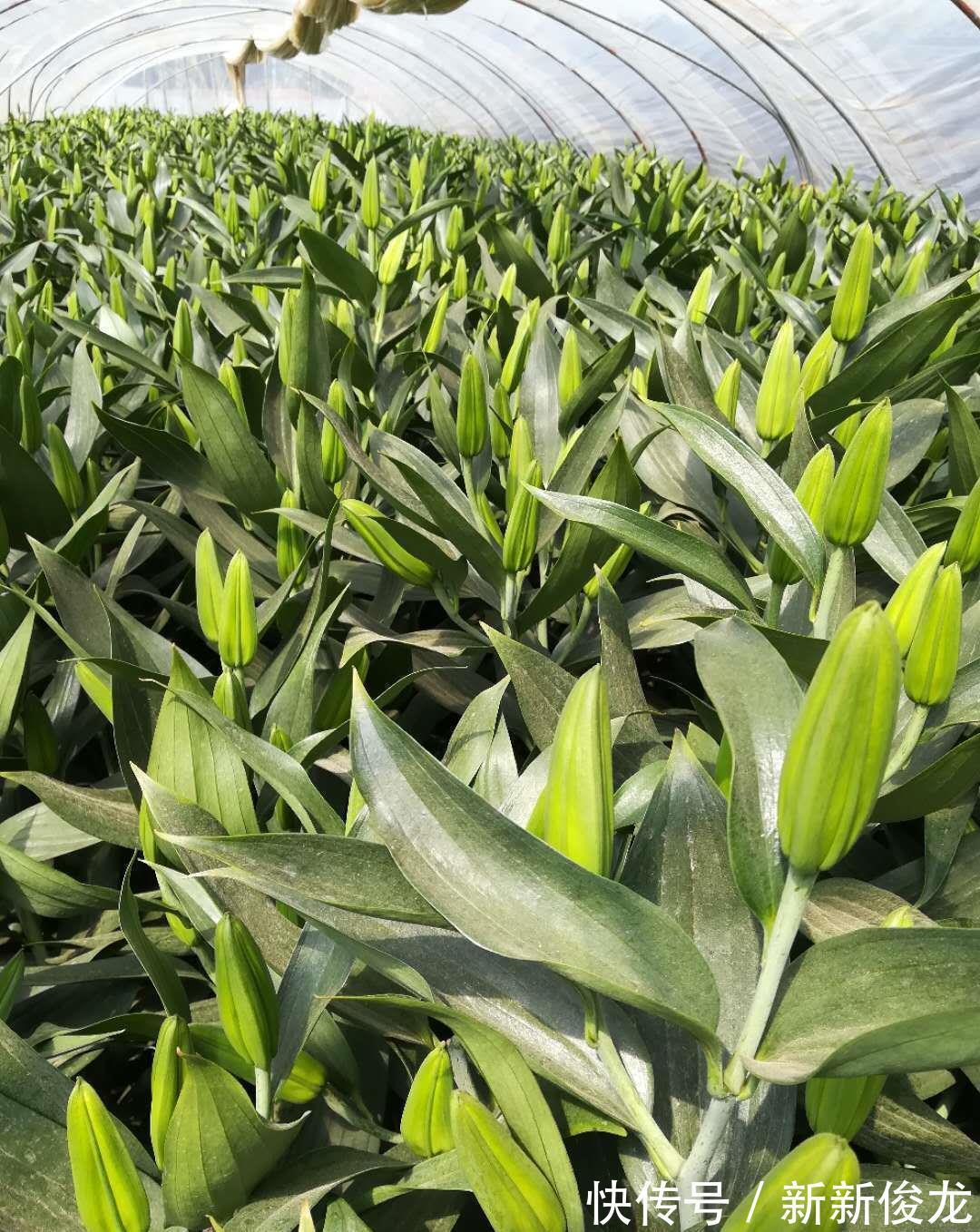 正确栽种管理百合花，能够让其爆花复花，你学会了吗