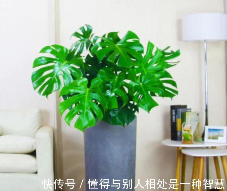 阳台养这几朵花,花开不断,养在客厅上档次,还杀菌又消毒